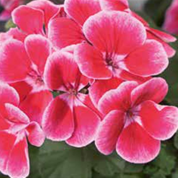 Sel ® Ylenia